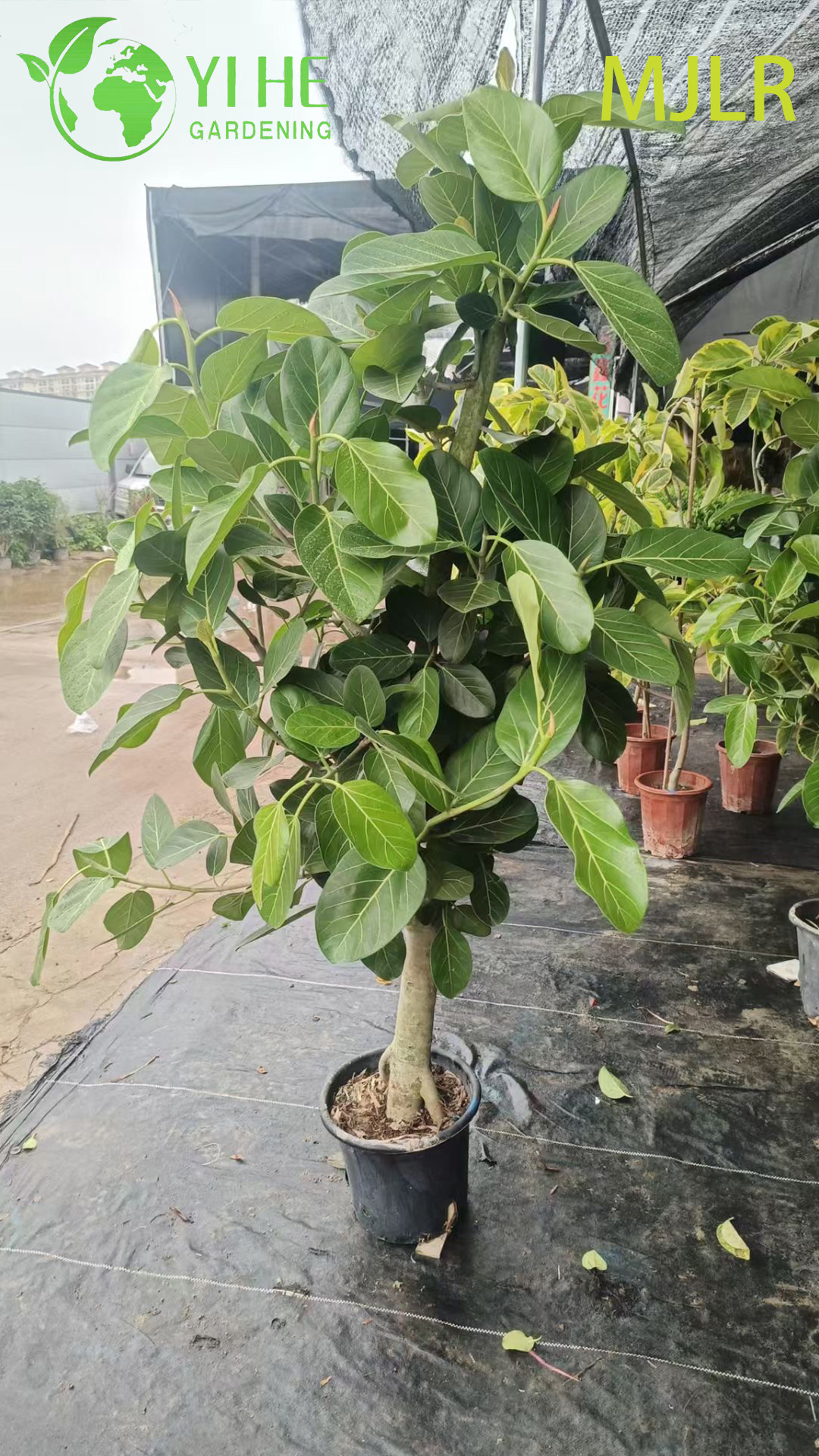 نبات التين هلبنغالي الداخلي Ficus Bengalensis ذو أوراق الشجر الكبيرة في وعاء الزينة