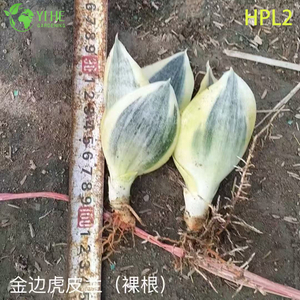 बौना हाहनी बर्ड्स नेस्ट स्नेक प्लांट लाइव रोसेट हाउसप्लांट