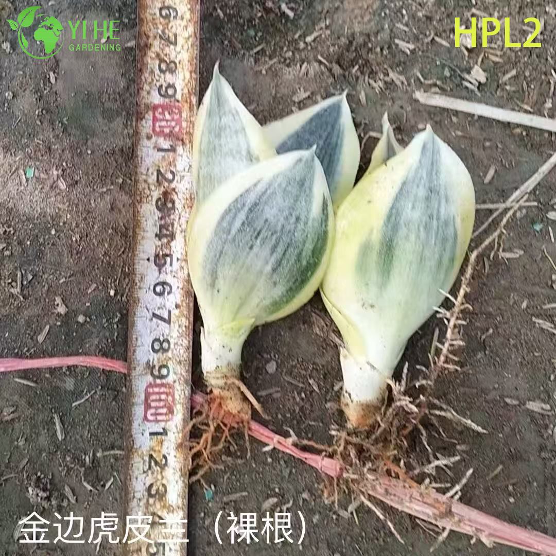 드워프 하니이 새 둥지 뱀 식물 라이브 로제트 관엽 식물