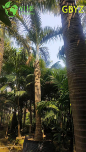 Palma husillo al por mayor (Hyophorbe Verschaffeltii) - Palmeras delgadas de hoja perenne