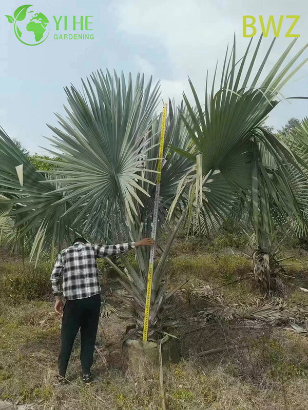 Venta al por mayor para paisajismo al aire libre, decoraci&oacute;n de jardines y proyectos comerciales