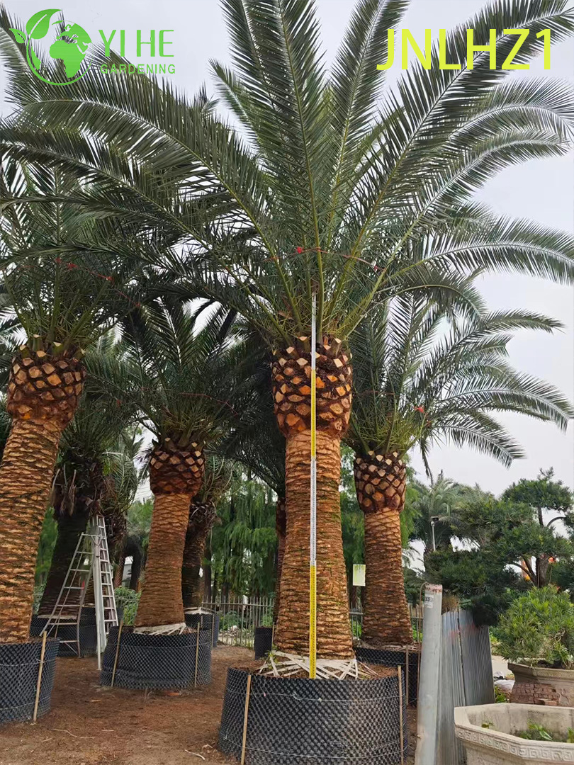 Kanarische Dattelpalme (Phoenix Canariensis) im Gro&szlig;handel – gro&szlig;e, winterharte Palmen