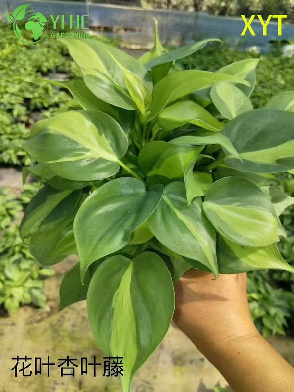Оптовые горшечные растения Syngonium Podophyllum для внутреннего декора висячей листвы