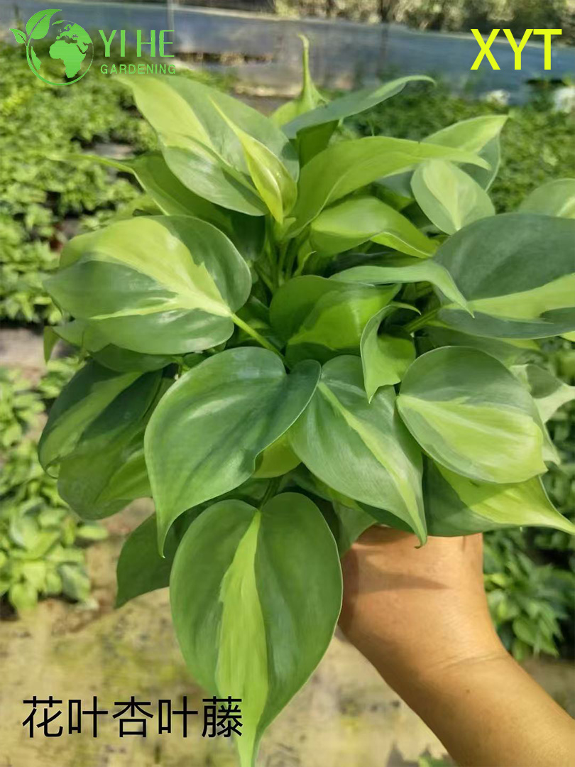 Piante in vaso di Syngonium Podophyllum all'ingrosso piante ornamentali da esterno