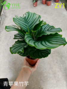 실내 잡색의 단풍 공기 정화 장식을 위한 도매 Calathea 화분