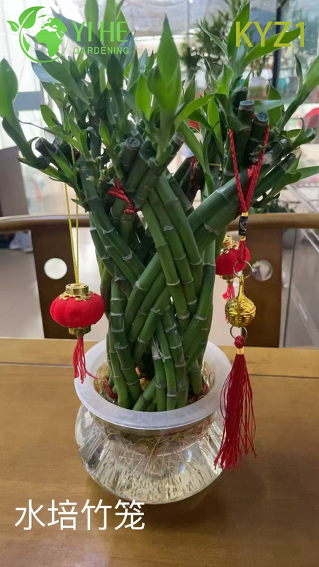 Горшечные растения Lucky Bamboo Dracaena оптом для домашнего декора и подарков