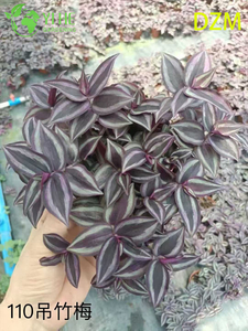 Piante in vaso Tradescantia Zebrina all'ingrosso per decorazioni fogliame da appendere per interni