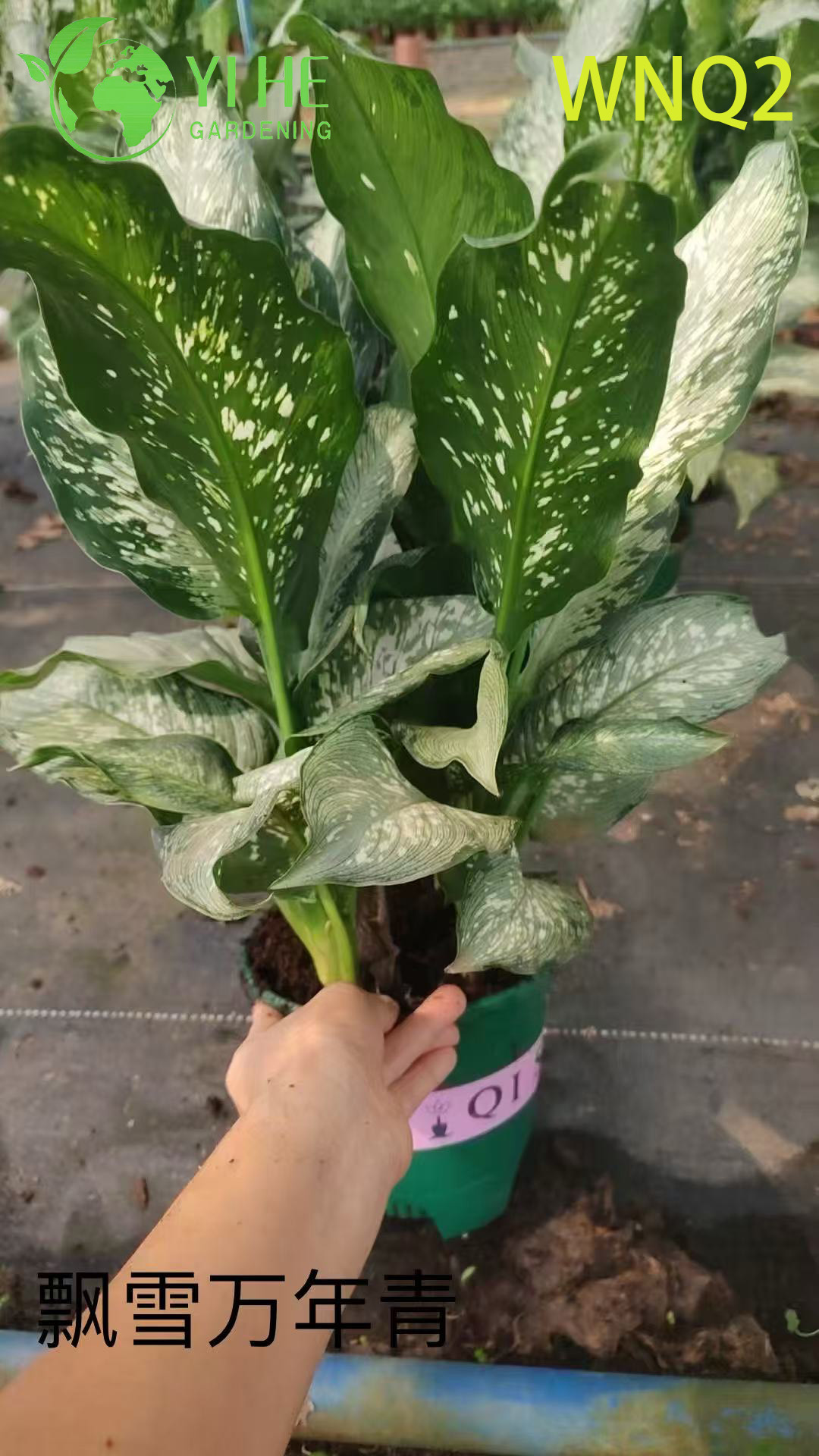Piante di Aglaonema all'ingrosso - Fogliame tropicale resistente per la decorazione di interni