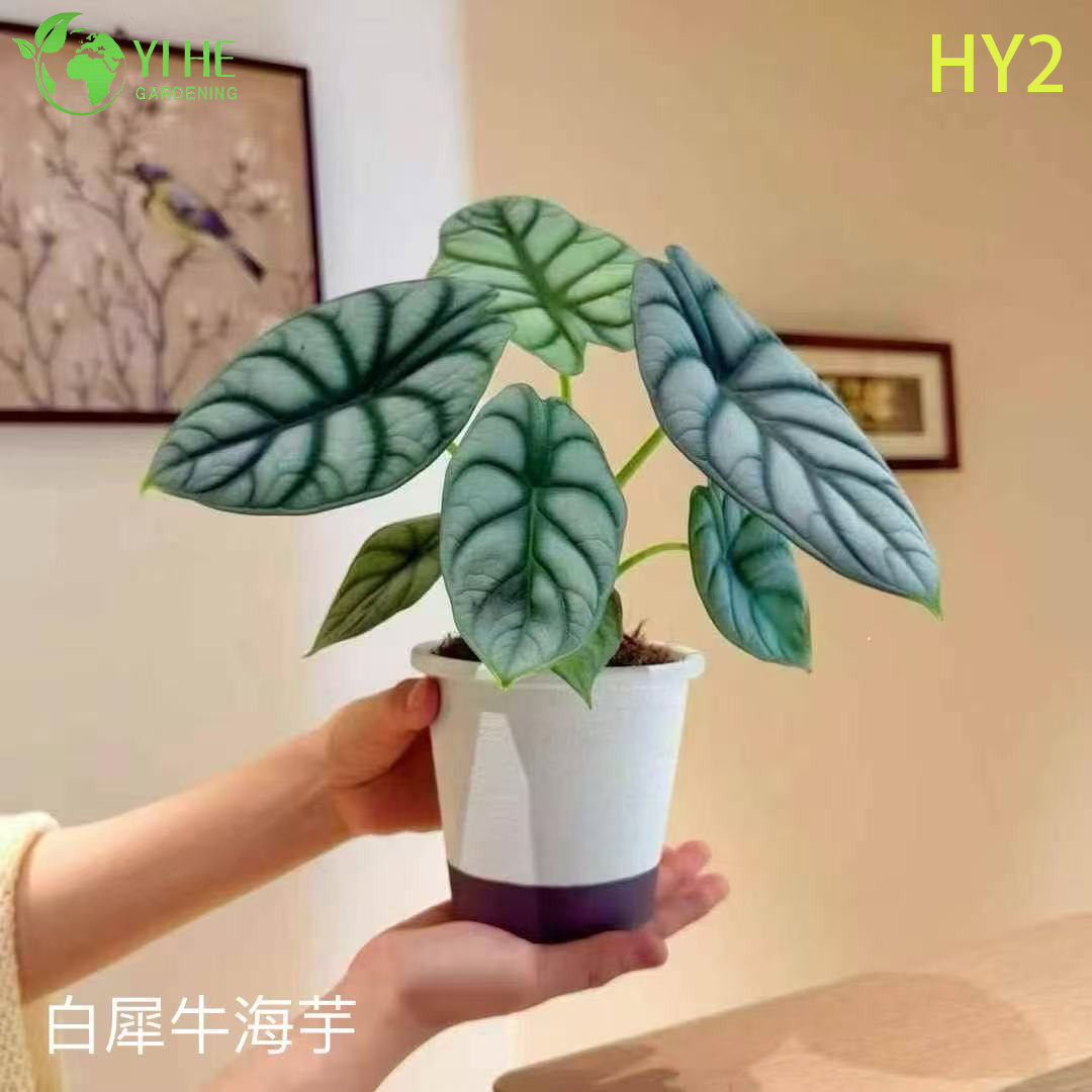 Растения алоказия оптом - тропический декор с большой листвой для дома и улицы