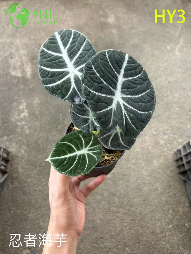 Premium Large - Leaf Alocasia-planten voor groothandel, export, decoratie en landschapsarchitectuur