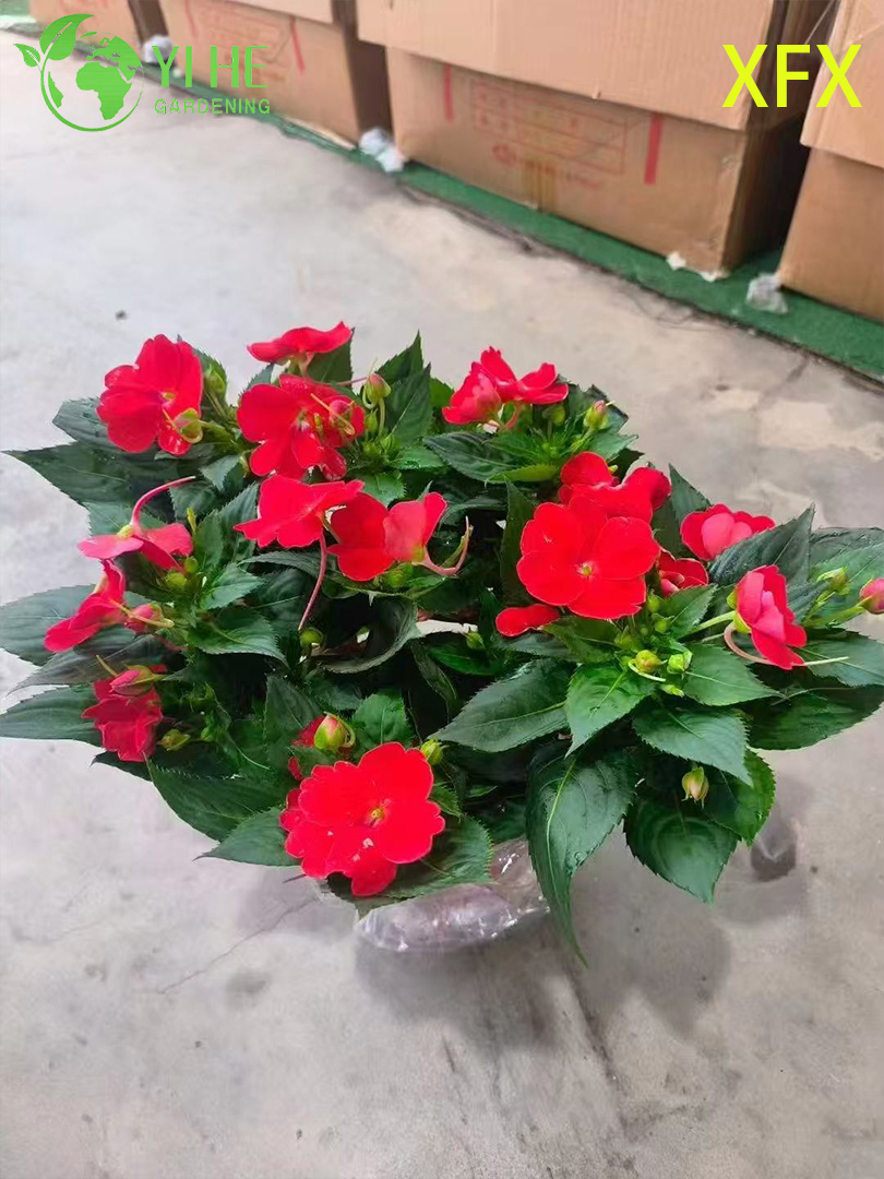 Горшечные растения Impatiens «Новое разнообразие» оптом для красочного цветочного декора в помещении и на открытом воздухе