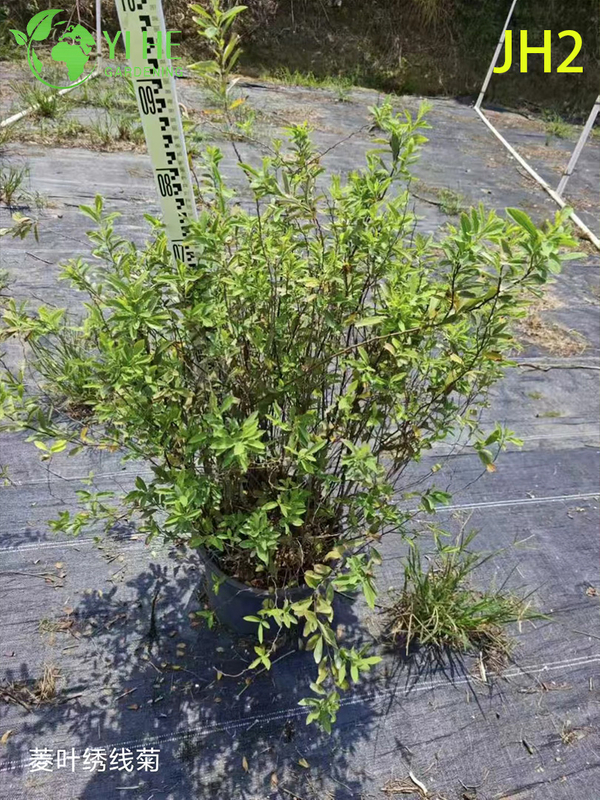 Venta al por mayor de flores de crisantemo - Coloridas plantas ornamentales en maceta reci&eacute;n cortadas