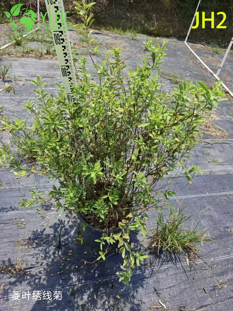 Venta al por mayor de flores de crisantemo - Coloridas plantas ornamentales en maceta reci&eacute;n cortadas