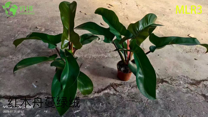 Venda por atacado de plantas tropicais de filodendro para decora&ccedil;&atilde;o interna e externa
