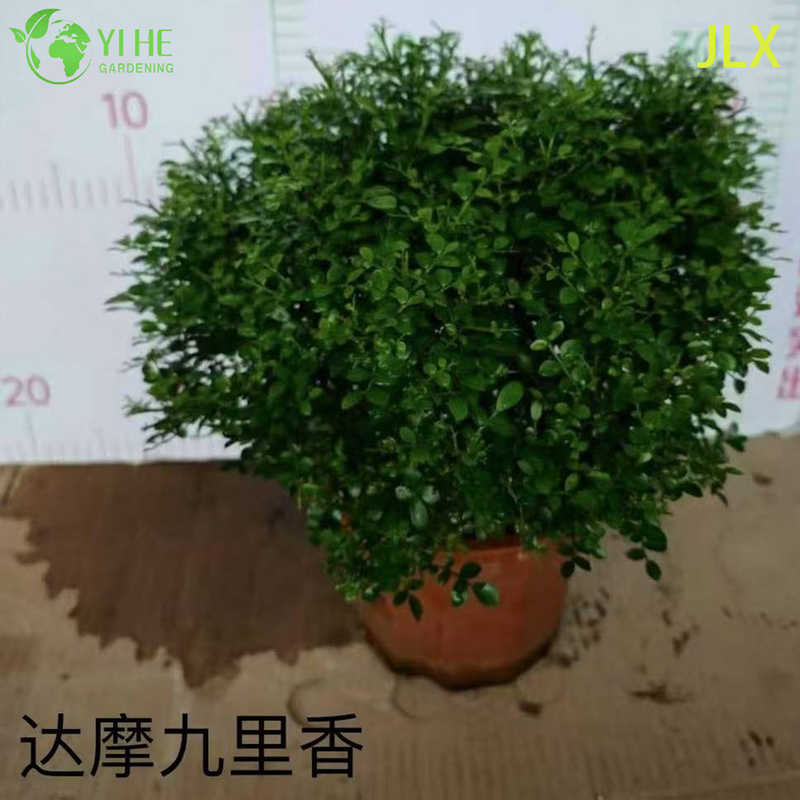 نباتات Murraya Paniculata المُحفوظة بوعاء للبيع بالجملة لتزيين الزهور العطرة في الأماكن المغلقة والخارجية