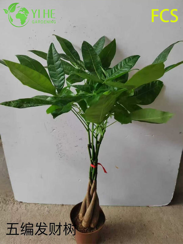 B&aacute;n bu&ocirc;n chậu c&acirc;y Pachira Aquatica cho văn ph&ograve;ng trong nh&agrave; & trang tr&iacute; nội thất