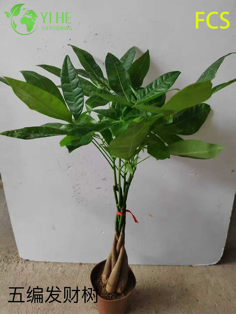 B&aacute;n bu&ocirc;n chậu c&acirc;y Pachira Aquatica cho văn ph&ograve;ng trong nh&agrave; & trang tr&iacute; nội thất