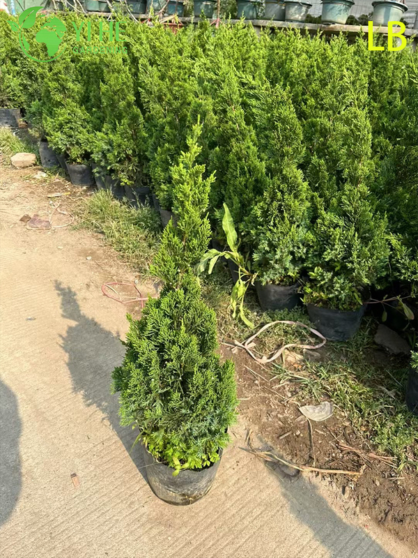 Bonsai ornamentale maturo Sabina chinensis (Kaizuca) per la decorazione del giardino