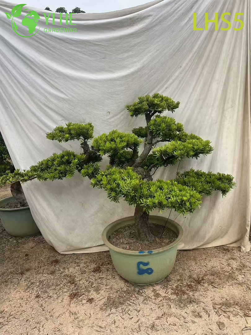 Oryantal - Peyzaj Sanatı i&ccedil;in Tarz Katmanlı Podocarpus Bonsai
