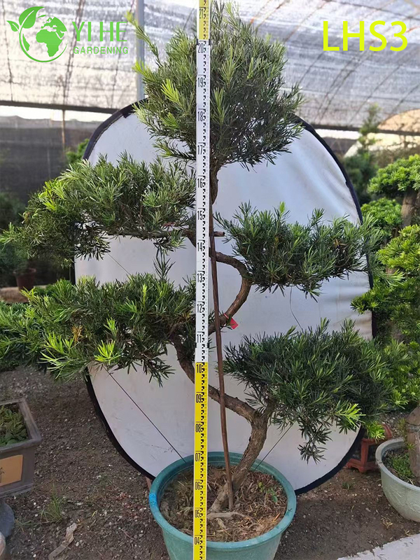 Bonsai Podocarpus a forma di S per decorazioni artistiche da giardino
