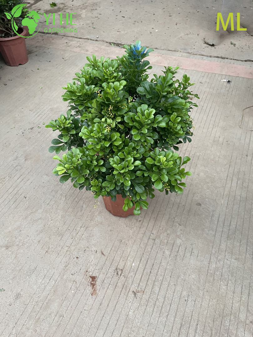 इनडोर सजावट के लिए सुगंधित एग्लिया ओडोरटा बोनसाई
