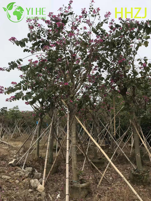 Sier Rode Bauhinia variegata Tropische bloeiende boom