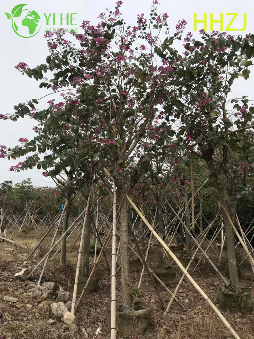 Sier Rode Bauhinia variegata Tropische bloeiende boom