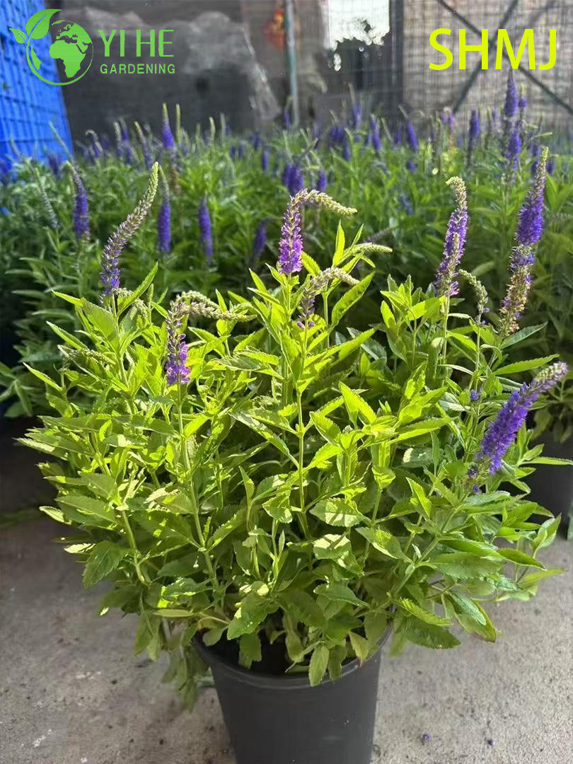B&aacute;n bu&ocirc;n xuất khẩu C&acirc;y bụi hoa cảnh Vitex Agnus-Castus Chất lượng cao cấp