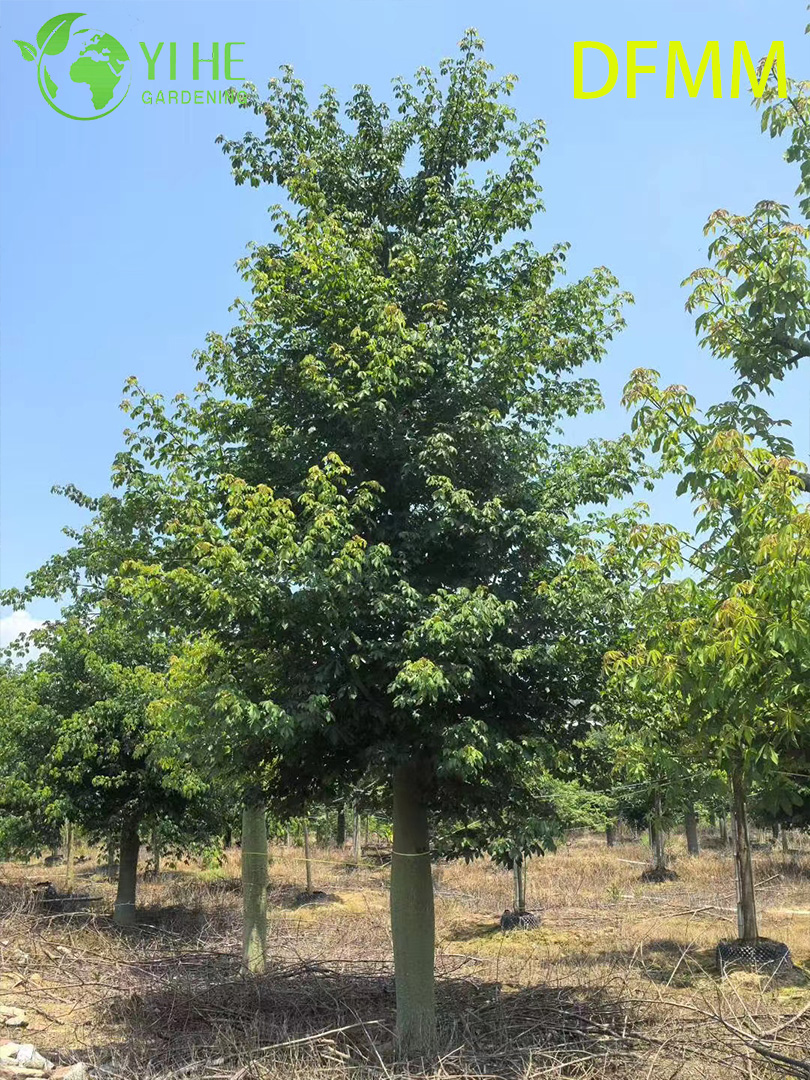 Оптовая продажа вечнозеленых декоративных деревьев Ceiba Speciosa для экспорта в сад и ландшафтный дизайн