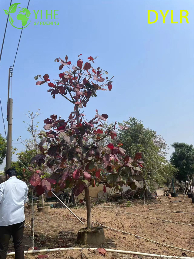 Оптовое декоративное дерево Terminalia Catappa, крупнолистный миндаль для экспорта садового ландшафта