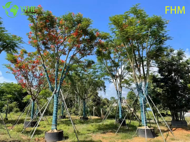 Декоративный тропический Delonix regia, огненно-цветущее цветущее дерево феникса, вечнозеленый пейзаж Delonix regia, огненное дерево тропического сада