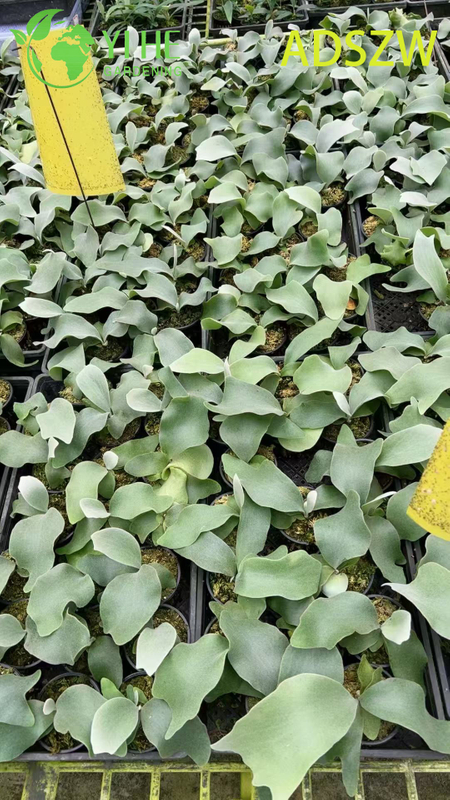 Großhandel mit Andes-Java-Topfpflanzen für den Innen- und Außenbereich, Landschaftsbau und Dekoration