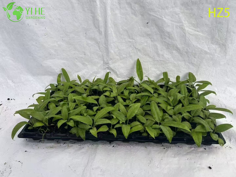 ຂາຍສົ່ງຂາຍຍົກ King/Tie ເບ້ຍ Anthurium | ເບ້ຍໄມ້ປະດັບເຂດຮ້ອນ