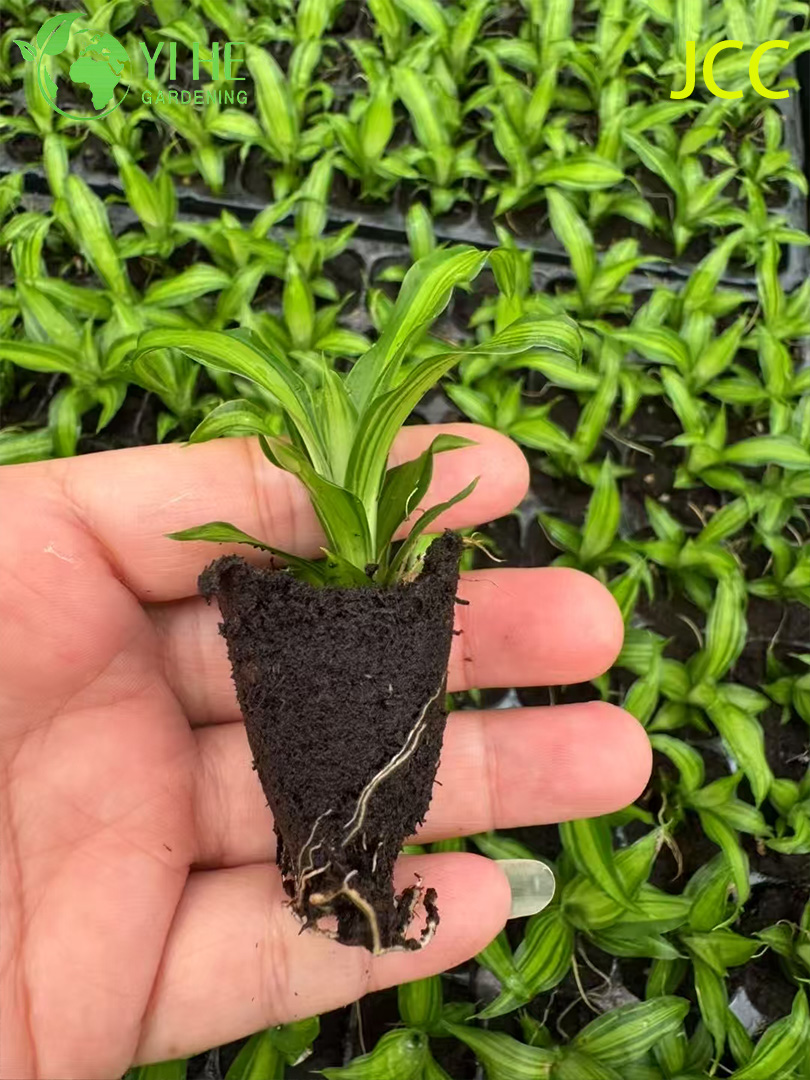 Exportation en gros de semis de feuillage tropical Golden Shine | Plants de plantes ornementales