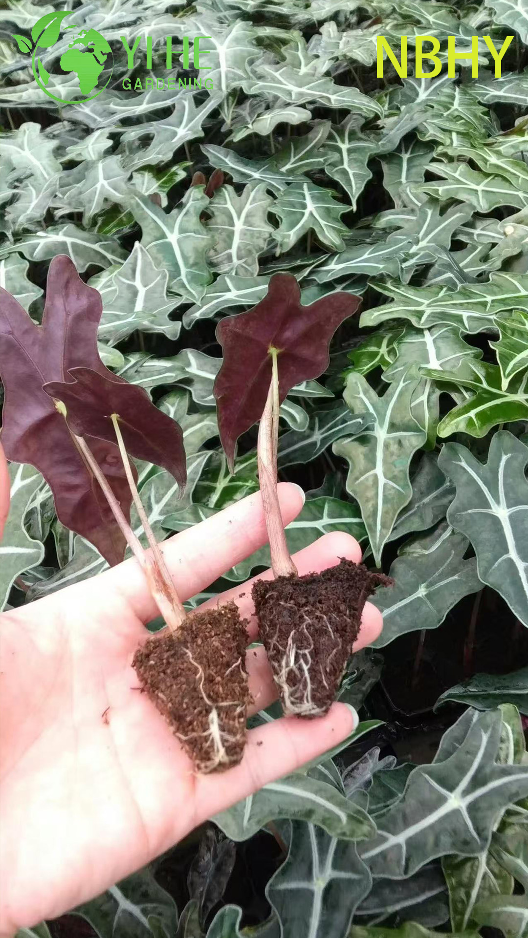 تصدير شتلات نوبي الوكاسيا بالجملة | شتلات أوراق الزينة الاستوائية