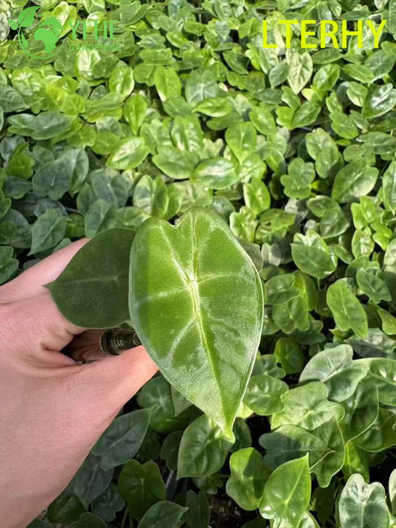 Exportation en gros de semis d'Alocasia de velours vert | Semis de feuillage ornemental tropical