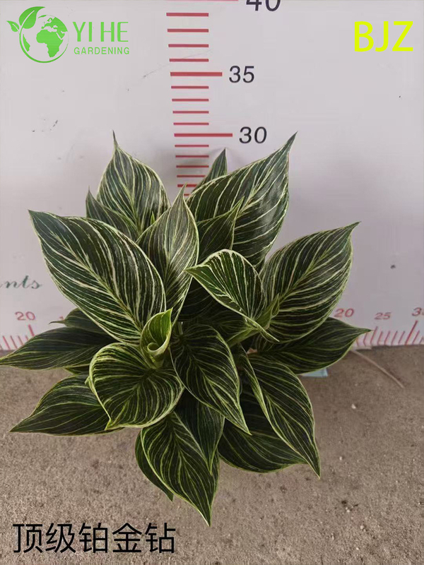 इनडोर लक्जरी पत्ते सजावट के लिए थोक प्लैटिनम डायमंड पॉटेड पौधे