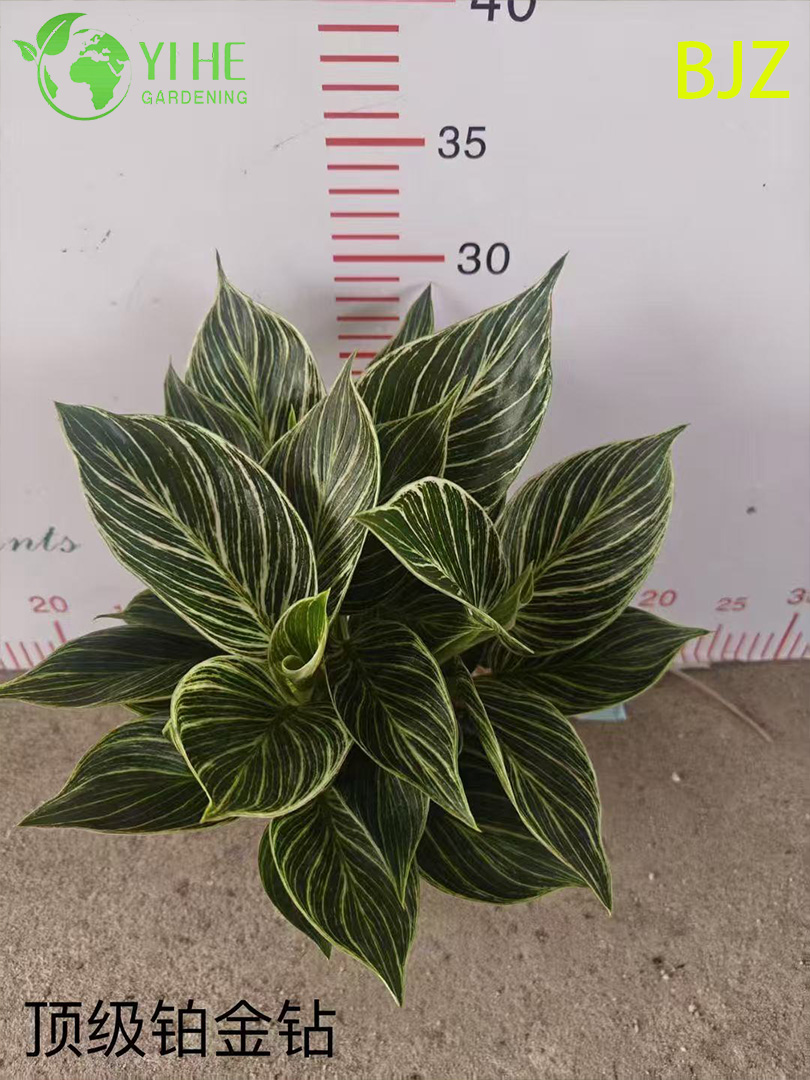 इनडोर लक्जरी पत्ते सजावट के लिए थोक प्लैटिनम डायमंड पॉटेड पौधे