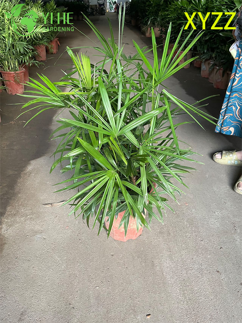 Exporta&ccedil;&atilde;o por atacado Dwarf Lady Palm Ornamental Evergreen Shrub Qualidade Premium