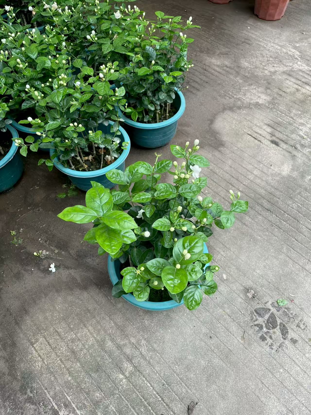 इनडोर और आउटडोर सजावट के लिए सुगंधित जैस्मिनम सांबैक बोनसाई