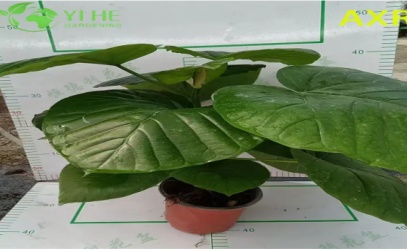 फ़िकस उम्बेलाटा देखभाल युक्तियाँ: इस खूबसूरत अंजीर के पेड़ को कैसे उगाएं और बनाए रखें