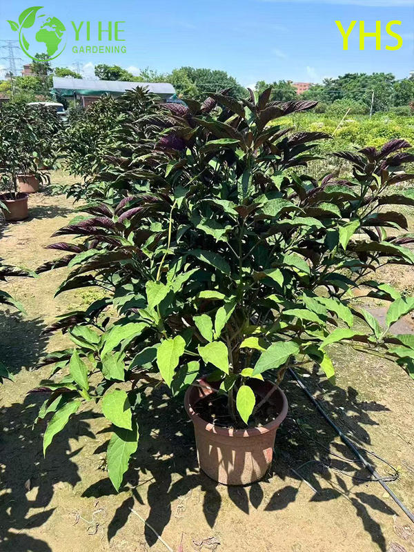 Фейерверк Дерево Декоративный Цветок Тропический Сад Растение Клеродендрум Четырехглазный