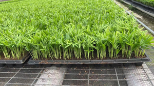 រុក្ខជាតិវ័យក្មេង Chamaedorea elegans សំណាបសម្រាប់បណ្តុះកូន