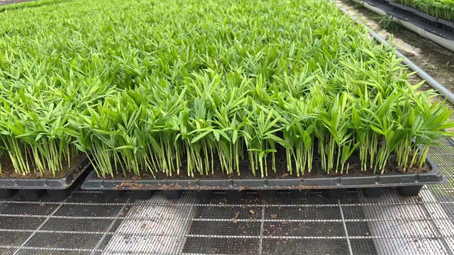 Mudas de planta jovem de Chamaedorea elegans para viveiro