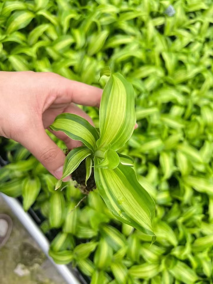 شتلات دراسينا الحبل الذهبي