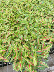 Jeune plante Aglaonema 'night sparkle semis