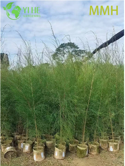 &iquest;Qu&eacute; es la Casuarina Equisetifolia?