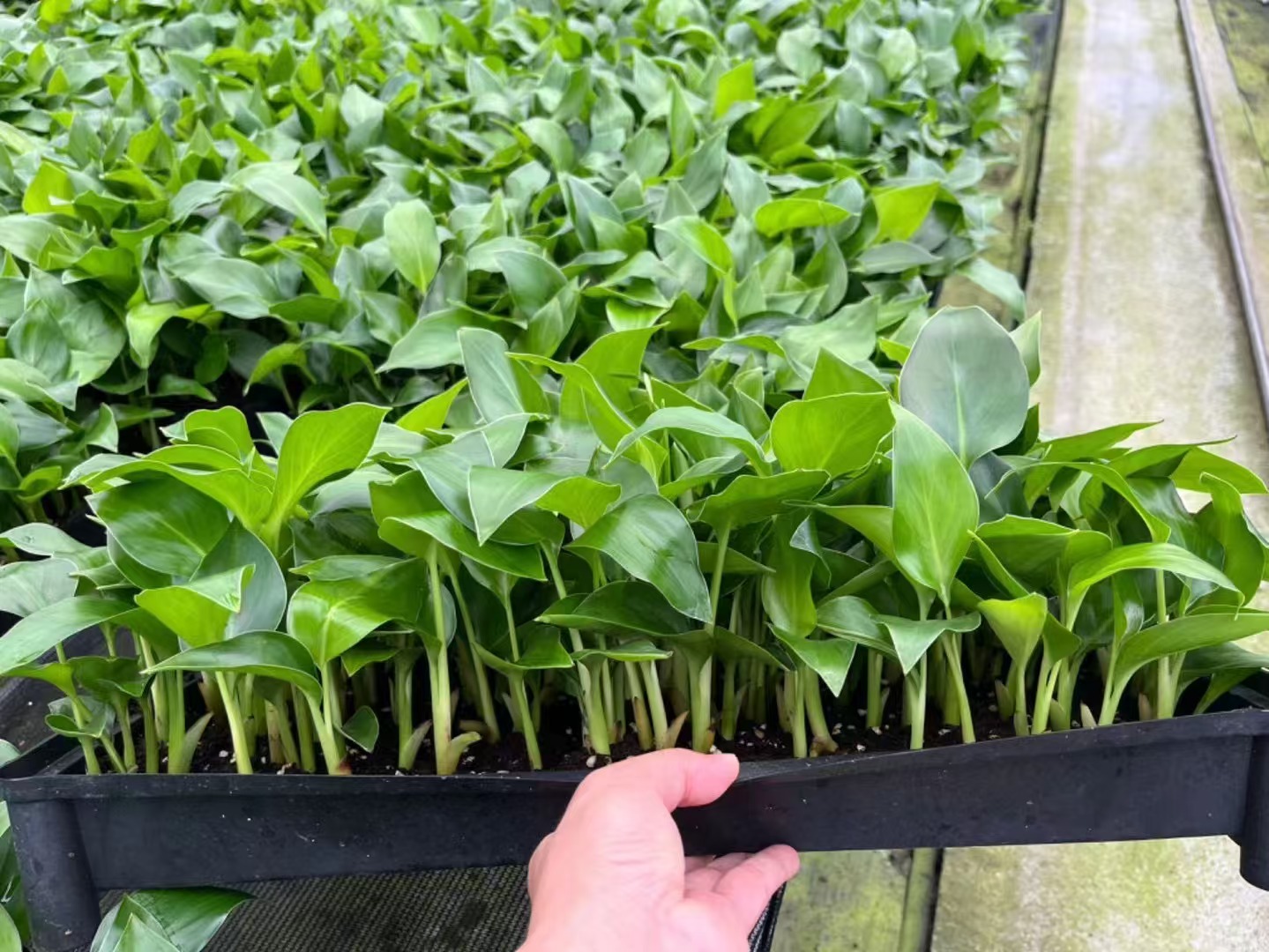 شتلات طبيعية Strelitzia nicolai