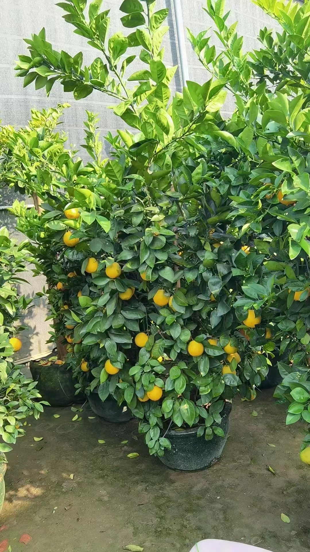  Апельсиновые деревья Citrus sinensis