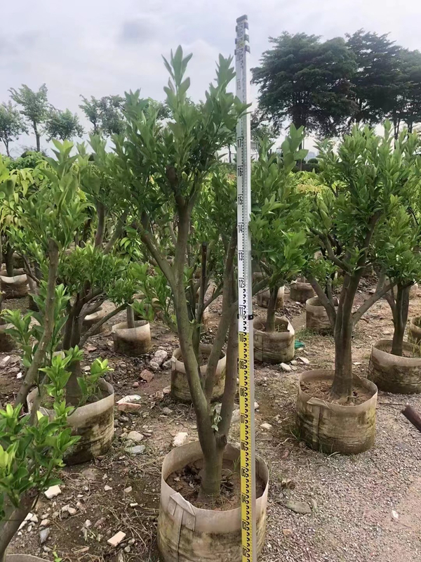  Апельсиновые деревья Citrus sinensis